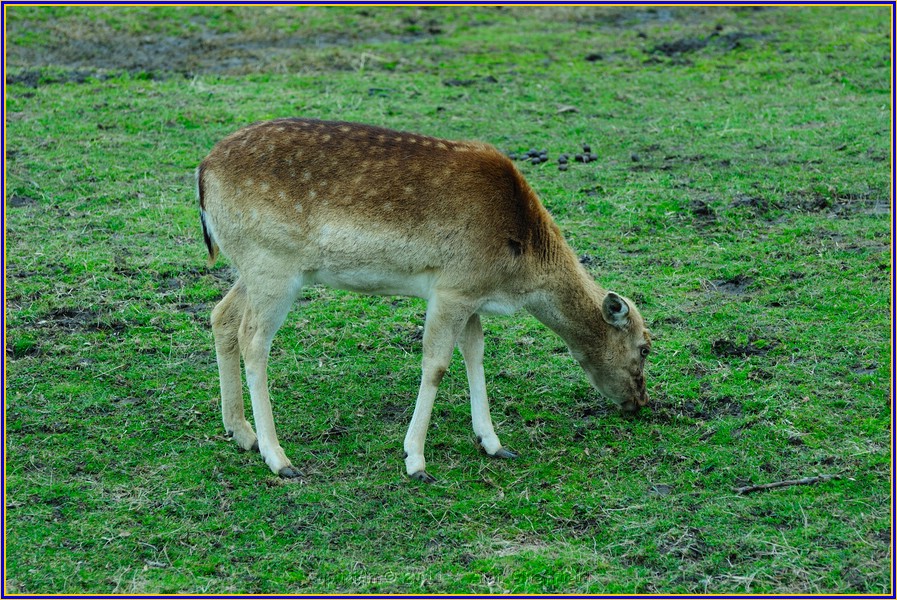 DSC_0739.JPG