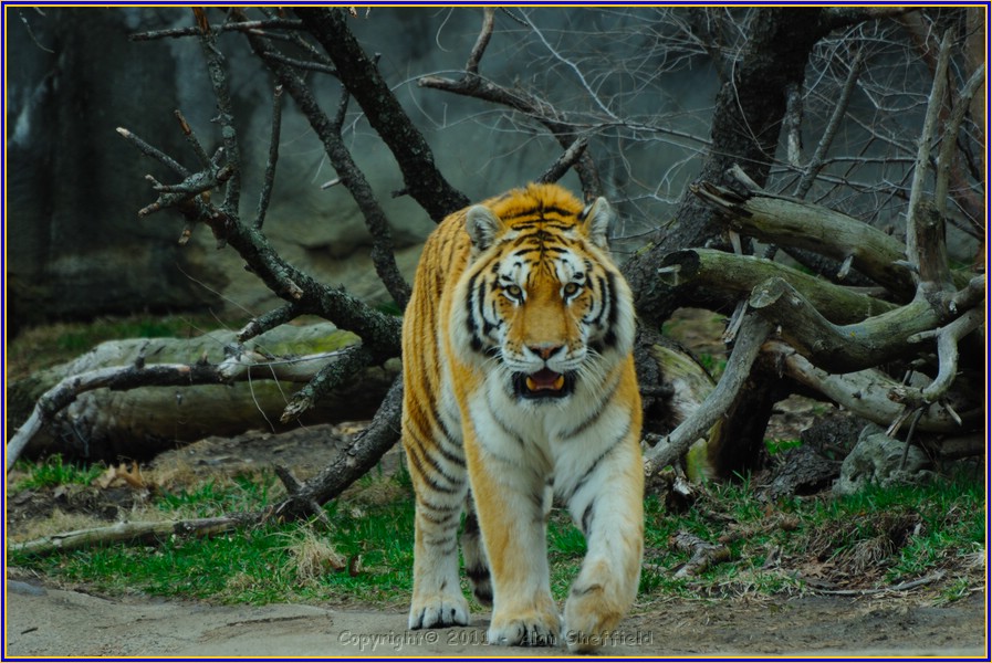 DSC_0743.JPG