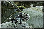 DSC_0783.JPG