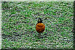 DSC_0797.JPG