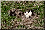 DSC_3209.jpg