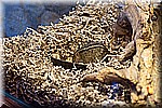 DSC_3221.jpg