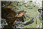 DSC_3229.jpg