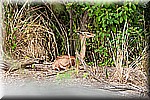 DSC_3232.jpg