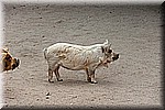 DSC_3264.jpg