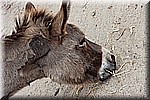 DSC_3265.jpg