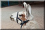 DSC_3270.jpg